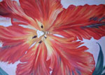 Tulpe 5