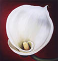 Calla 1