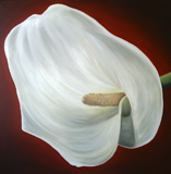 Calla 2