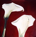 Calla 3