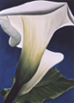 Calla 4
