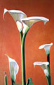 Calla 6