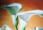 Calla 7