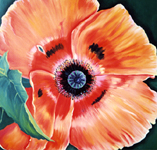 Mohnblume 2