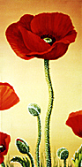 Mohnblume 7