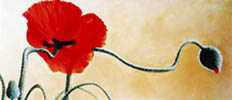 Mohnblume 5