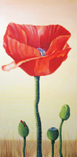 Mohnblumen Duo 2