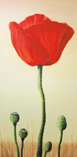 Mohnblumen Duo 1