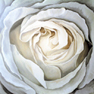Rose 4