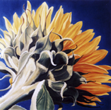 Sonnenblume 1