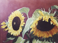 Sonnenblume 4