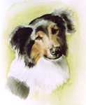 Collie