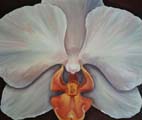 Orchidee 2