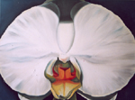 Orchidee auf Blau
